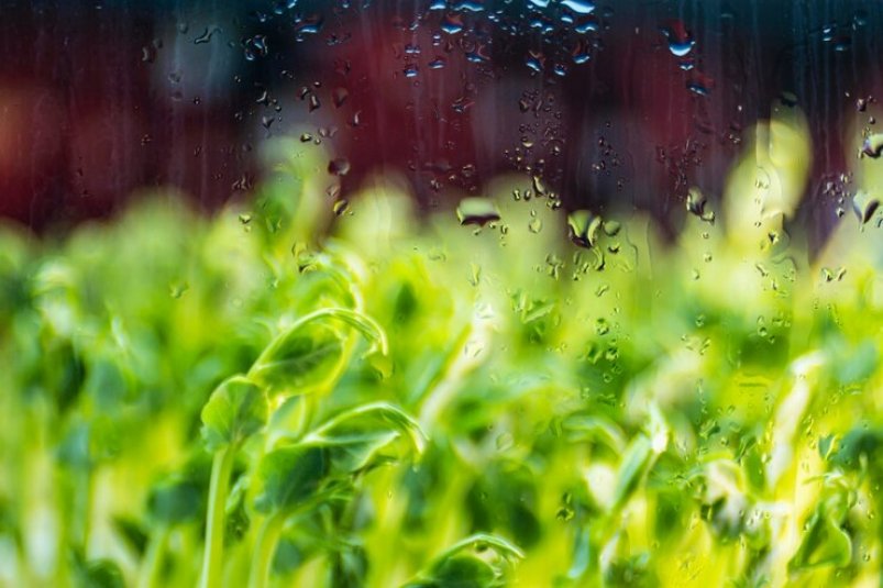 Нужно ли поливать огород после дождя? – ответ неочевидный