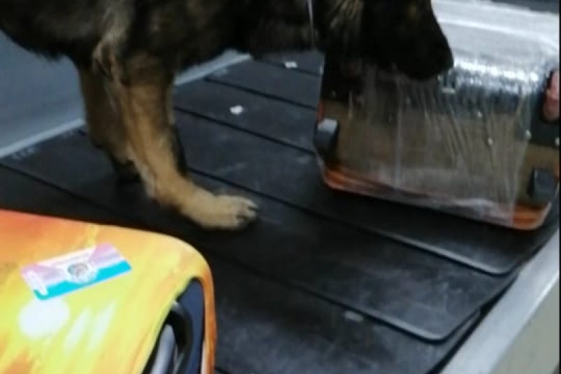 Служебная собака Тайфун обнаружила наркотики у вахтовика в аэропорту Иркутска