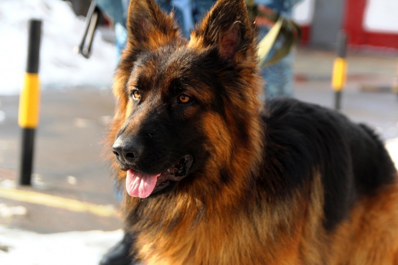 В Иркутской области домашние собаки нападают на людей чаще бездомных