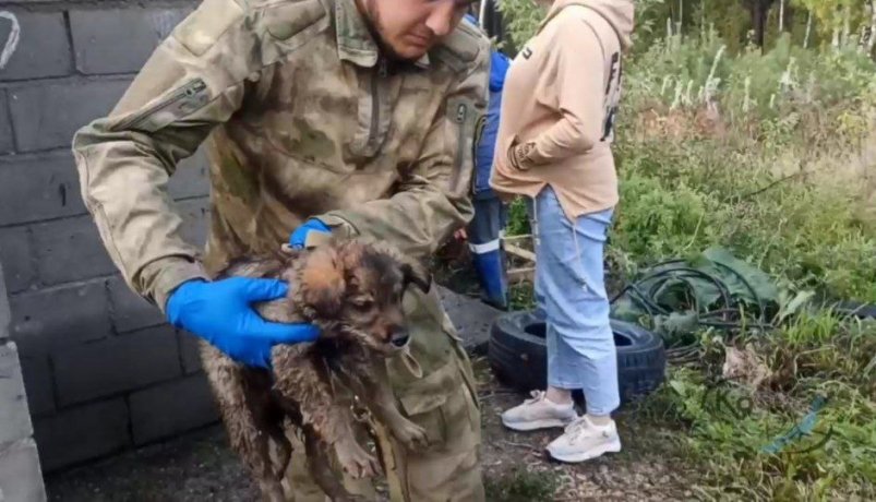 В Иркутском районе спасли провалившегося в туалет щенка