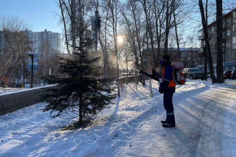 В Иркутске 3,6 тысячи хвойных деревьев обработают защитными химикатами