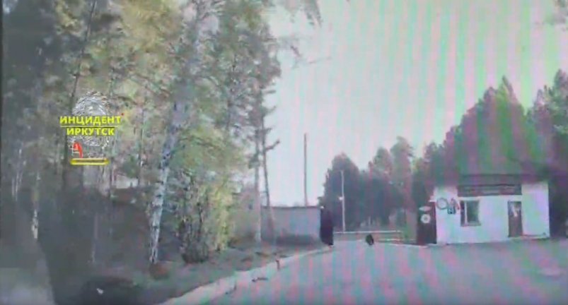 Медведь забежал на территорию детского дома в Саянске