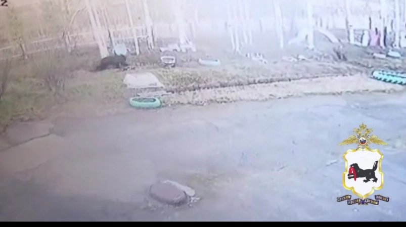 Медведь вышел к школе в Усть-Илимском районе