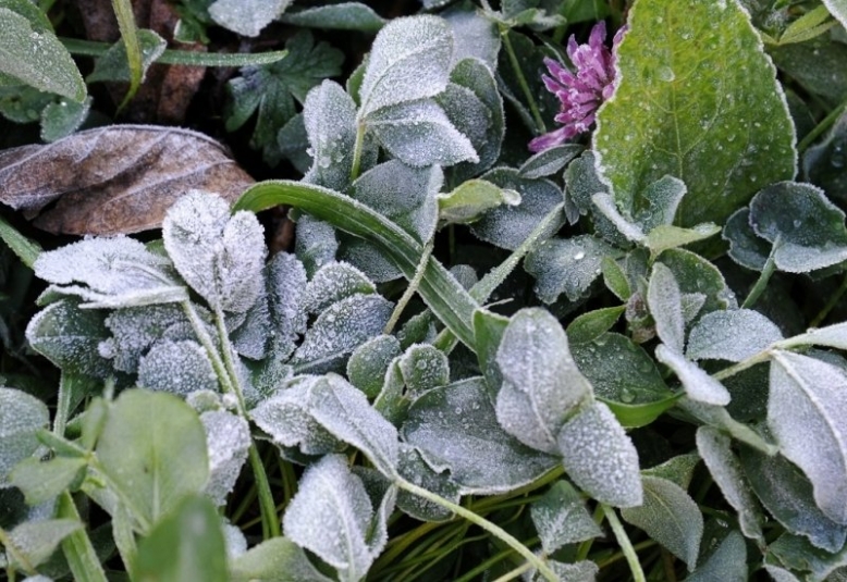 Почти заморозки: до 0°С ожидается в Иркутской области уже завтра, 18 июня