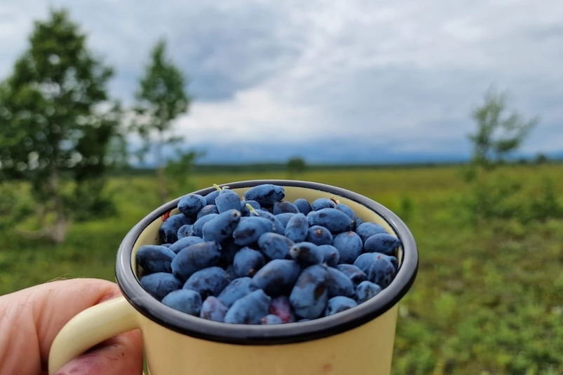 Ранней весной опрыскайте жимолость этим раствором. Листовертки и щитовки будут падать замертво