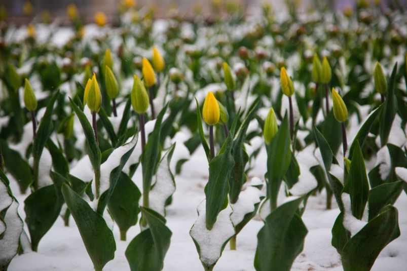 2025 год в Иркутской области отметился аномально теплой погодой