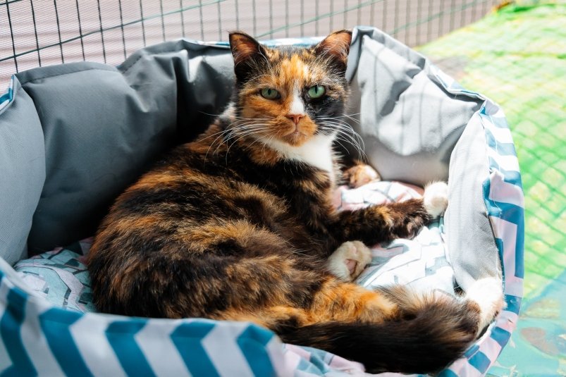 Вы обязаны это знать, если в вашем доме живёт кошка: топ 5 лайфхаков