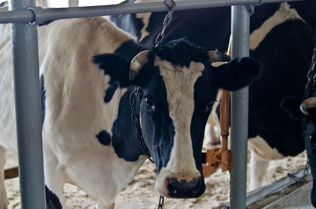 В среднем за сутки одна корова дала 20,2 кг продукции пресс-служба правительства Иркутской области