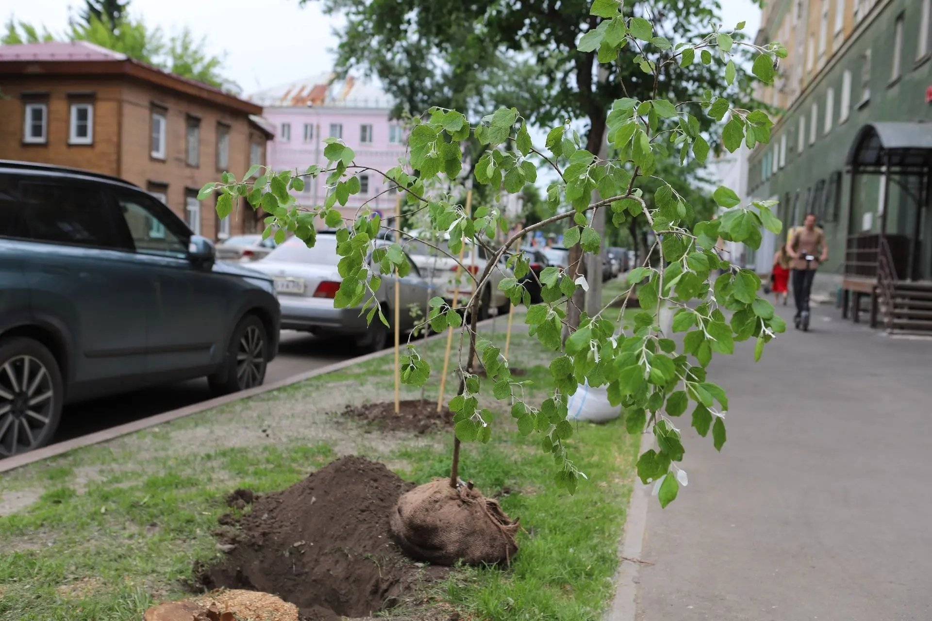В Иркутске улицы Российскую и Марата озеленяют серебристыми тополями без пуха