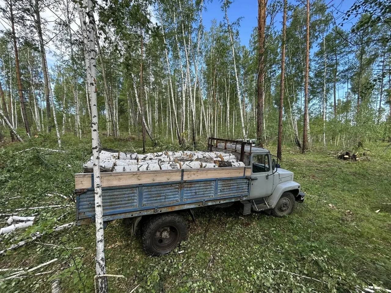 Уголовное дело возбудили в отношении мужчины за рубку березы в Куйтунском районе ГУ МВД России по Иркутской области