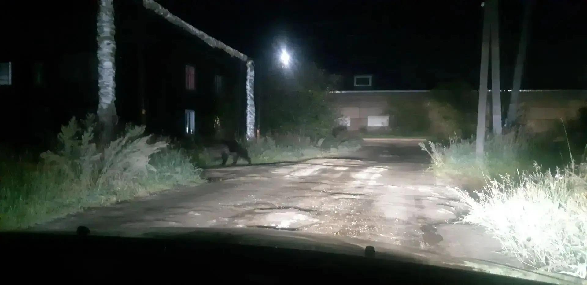 Медведь создано при помощи ИИ
