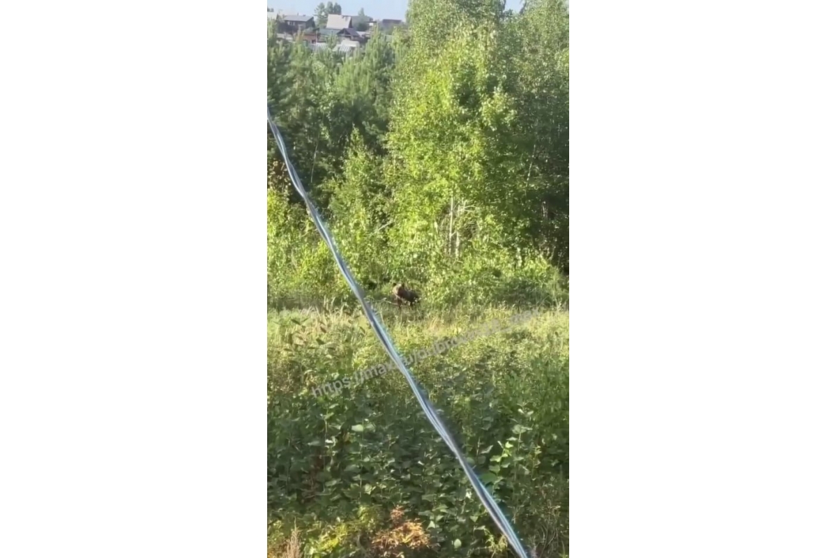 Медведи осаждают Братск: с окраин города устранили 11 особей тг-канал (18+) мэра Братска Александра Дубровина