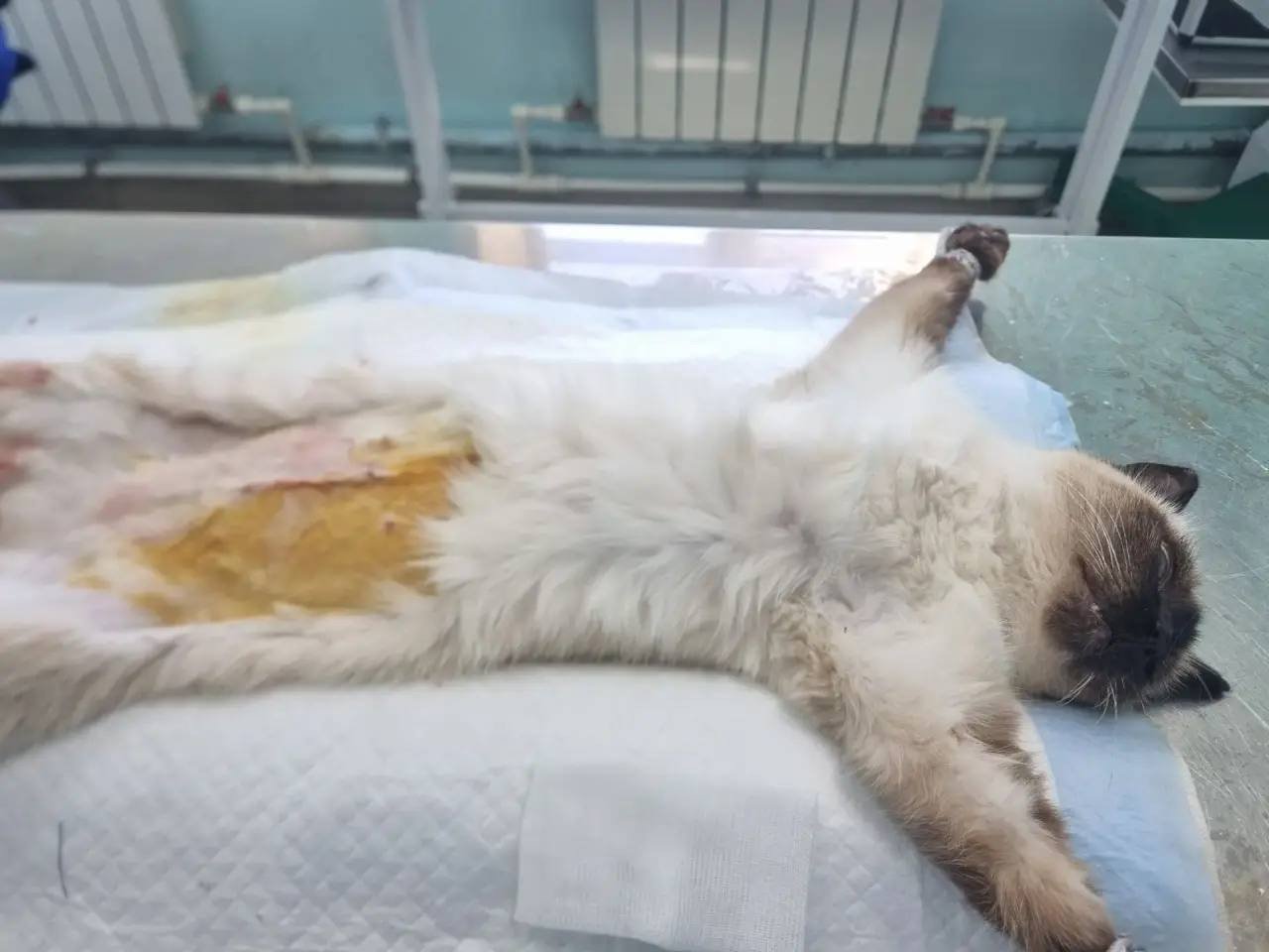 7-летней кошке из Тулуна удалили опухоль после выпадения матки Ассоциация ветеринарии Приангарья
