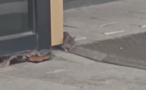 Крыса скриншот видео